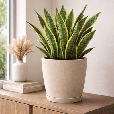 Kit 2 Vasos com Prato Granito Areia 24cm Tramontina Floreira de Mesa Flores Folhagens