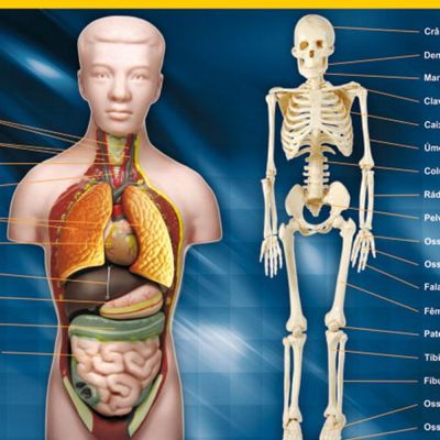 Quebra-Cabeça - Corpo Humano - 108 peças - NIG
