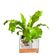 Vaso Espelhado Ivy Pequeno