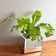 Vaso Espelhado Ivy Pequeno