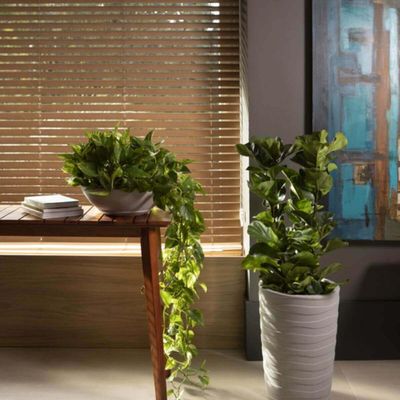 Kit 2 Vasos Indi para Folhagem  Flores 17cm Polietileno Tramontina Jardim Varanda