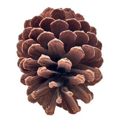 Pinha Natural 10cm CV244441 Cazza