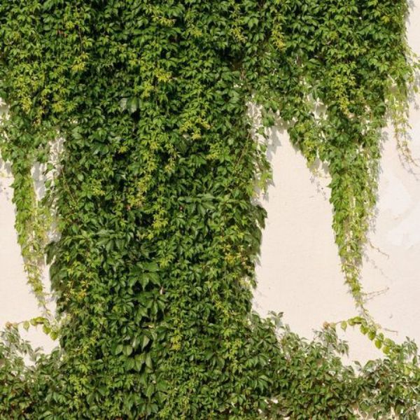 Painel de Parede The Wall 2 Folhagem Verde 392271