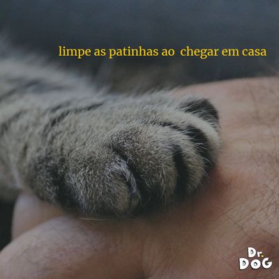 Kit Dr. Dog Banho a seco pet 500ml e perfume Cachorro &amp; Gato120ml FILHOTES