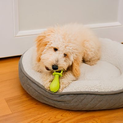 Brinquedo Mordedor Formato Chupeta para Pets com Guizo - Diversão e Estímulo para Cães e Gatos | Cor:Verde