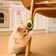 Brinquedo com Catnip para Filhotes e Adultos Formato Abacate Erva Catnip Distração - Abacate da Diversão para Gatos