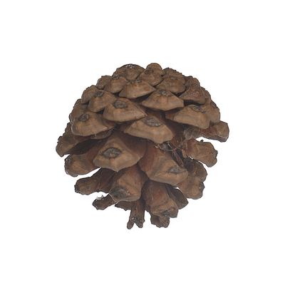 Enfeite de Natal Pinha para Pendurar D&A Marrom com 6 Unidades 5cm