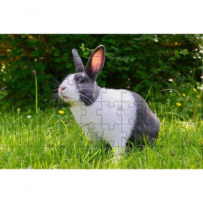2 Quebra-cabeças 60 Peças Coelinhos Fotos Para Mentes Inteligentes