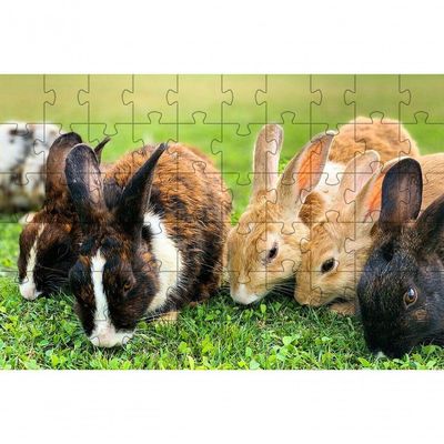 2 Quebra-cabeças 60 Peças Coelinhos Fotos Para Mentes Inteligentes