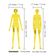 Conjunto de 2 Estênceis de Figura Feminina Frente e Verso para Alinhamento de Proporções, Planejamento de Esboço e Referência - Traceease 30,48 Cm / Amarelo